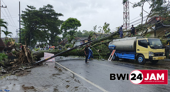 Pohon_di_depan_balai_desa_sempu_bwi2025_maret.jpg