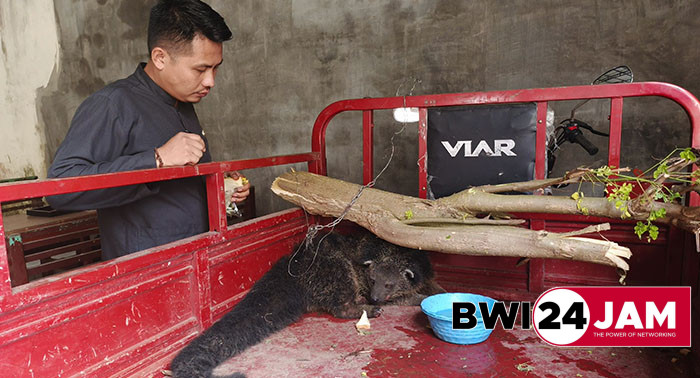 binturong_bikin_heboh_di_banyuwangi_2025.jpg