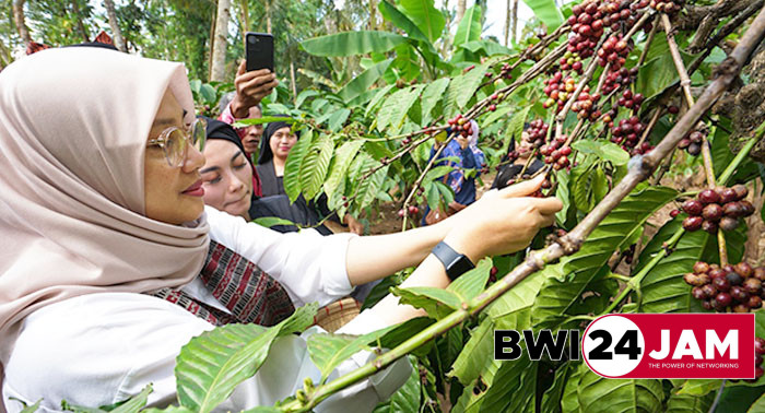 bupati_banyuwangi_ipuk_petik_kopi.jpg