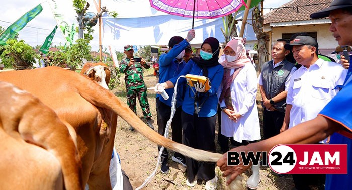 bupati_banyuwangi_ngantor_di_desa_bagorejo_cek_sapi.jpg