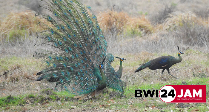 burung_merak_di_taman_nasional_alas_purwo_bwi.jpg