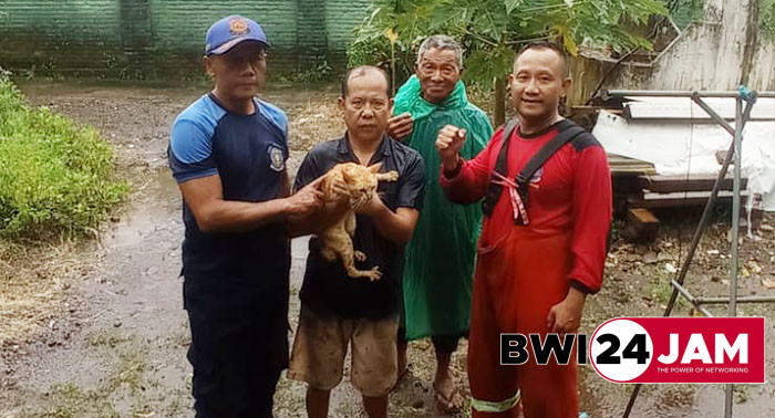 damkar_banyuwangi_selamatkan_kucing_bernama_untung2025.jpg