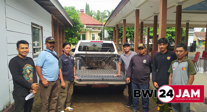 hewan_binturong_bksda_jatim_di_banyuwangi_2025_srono.jpg