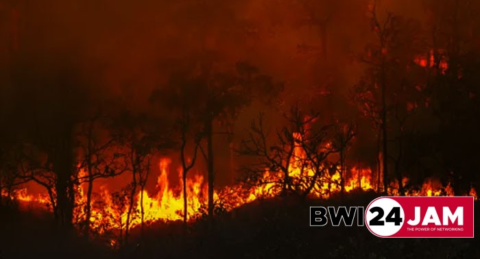 ilutrasi_hutan_terbakar.jpg