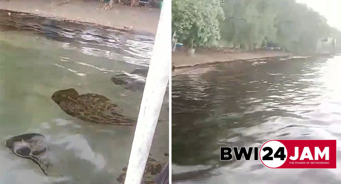 oli_dibuang_di_pantai_bangsring_banyuwangi2025.jpg