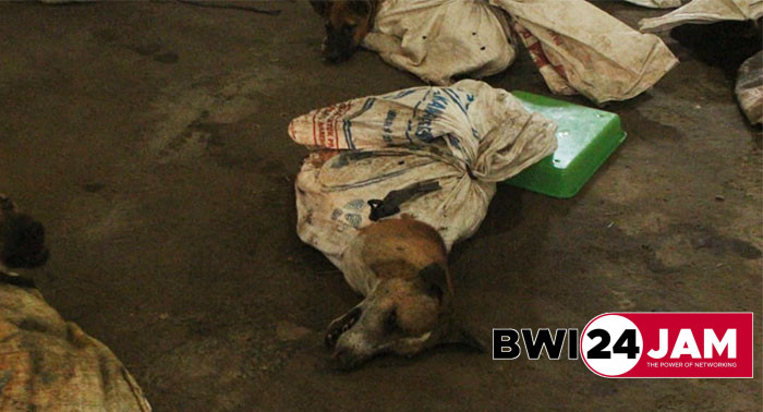penemuan_penampungan_anjing_di_bwi2024.jpg