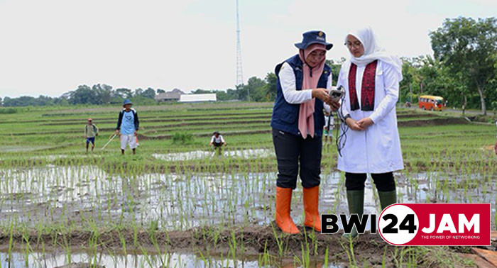 pertanian_di_bwi.jpg