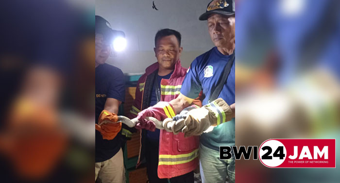 petugas_berhasil_amankan_ular_cobra2025.jpg