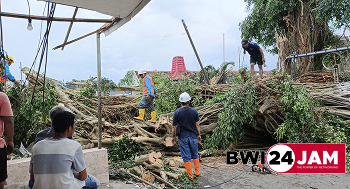 pohon_beringin_tua_desa_sumbersewu_banyuwangi_roboh2025ne.jpg