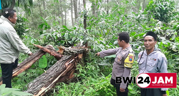 pohon_tumbang_2025.jpg