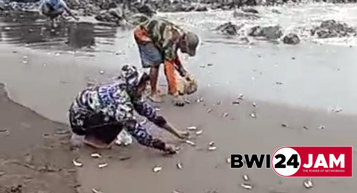 ribuan_ikan_lemuru_di_bwi2025.jpg