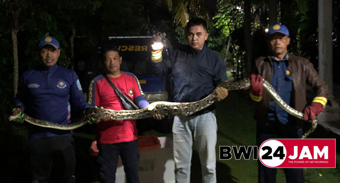 ular_piton_di_gambiran_bwi2025.jpg
