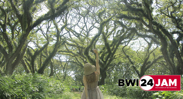 wisata_de_djawatan_banyuwangi2024.jpg